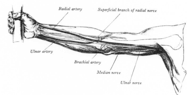 Nerves and Arteries of the forearm and upper arm